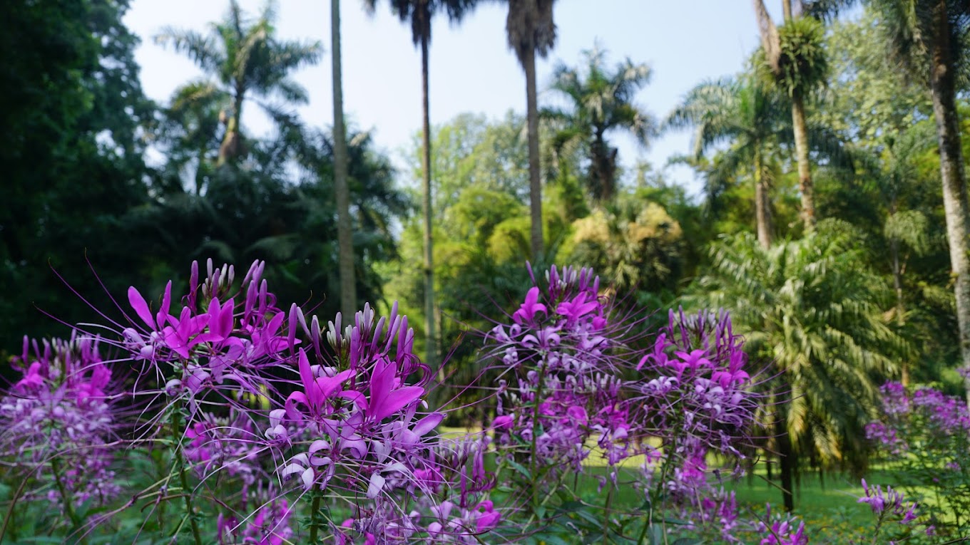 Vista 2 del fraccionamiento