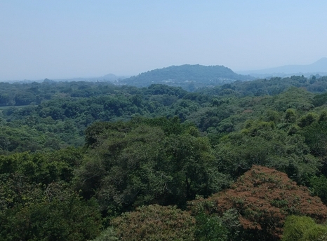 Río y bosque nativo